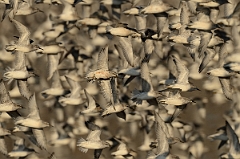 David Plant Photography - Wildlife Photography - Knot - V